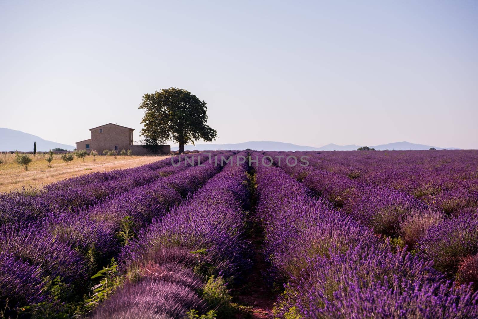 old brick house and lonely tree at lavender field in summer purple aromatic flowers near valensole in provence france