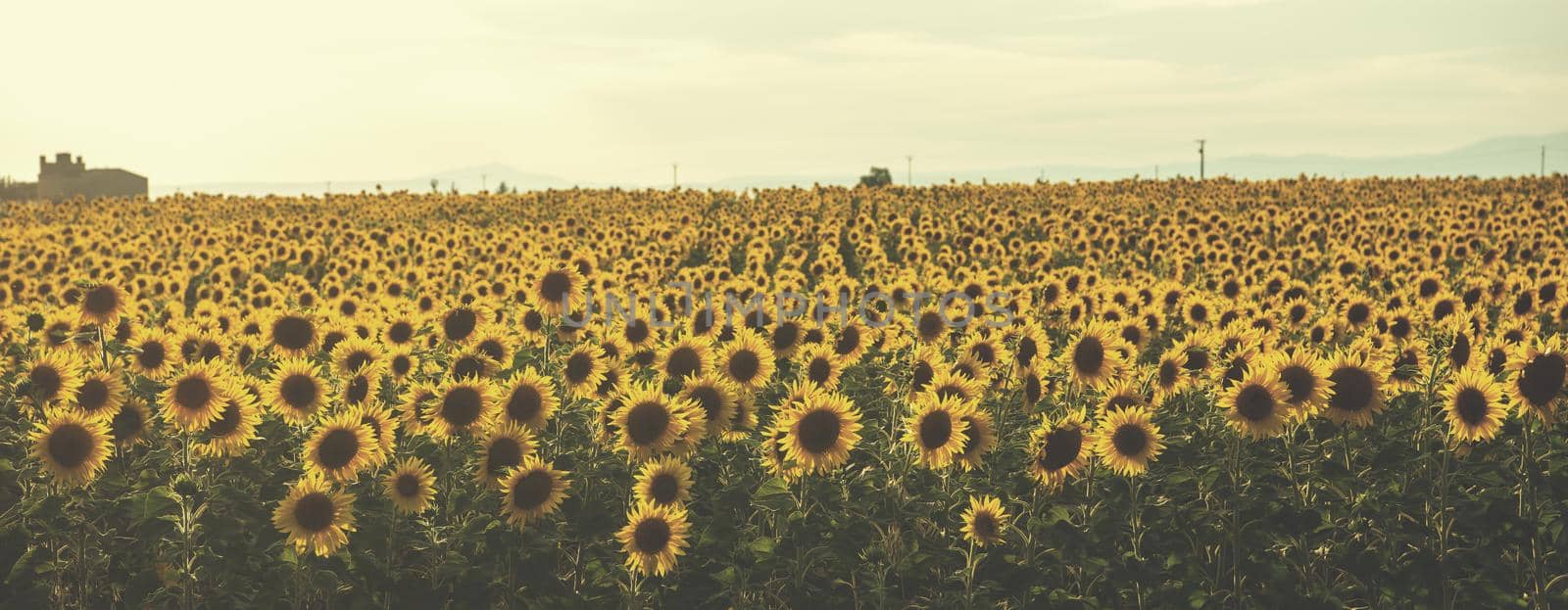 sunflower field by dotshock