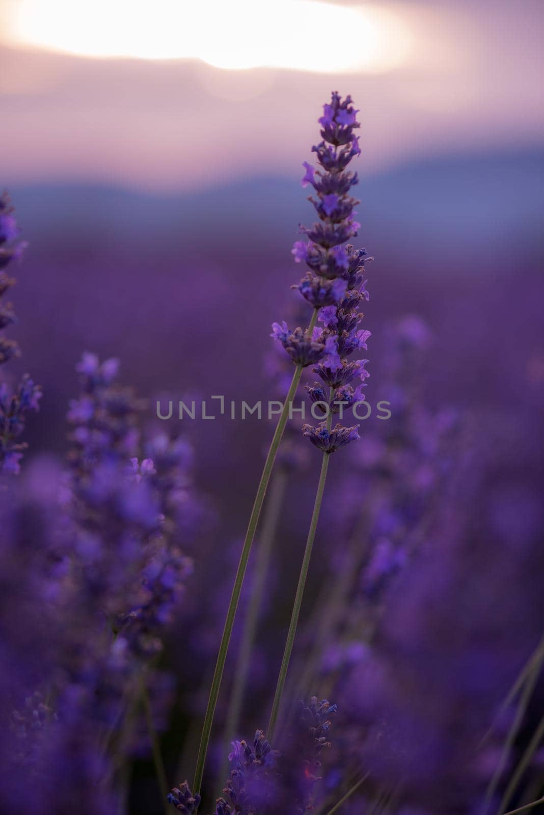 closeup purple lavender field blooming flower   with sunlight flare in bacground nature  calm scene