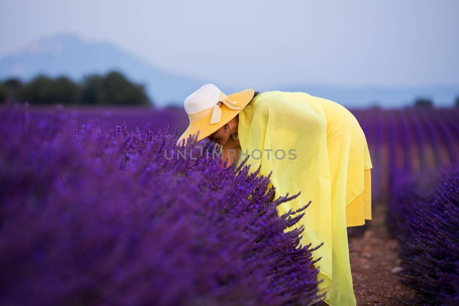 asian woman in yellow dress and hat at lavender field by dotshock