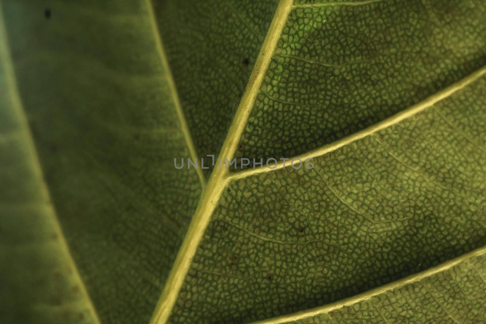 Light emerald green color more tone in stock. Copy space Abstract real nature beauty banner background. Vivid High Detail Macro leaf texture horizontal line. Element biology main vein cell structure.