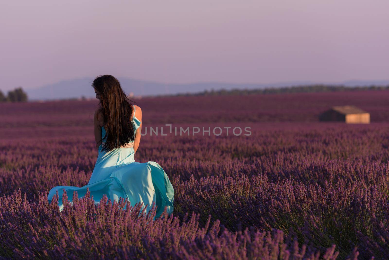 lavander flower field woman in cyand dress having fun and relax on wind in  purple flower field