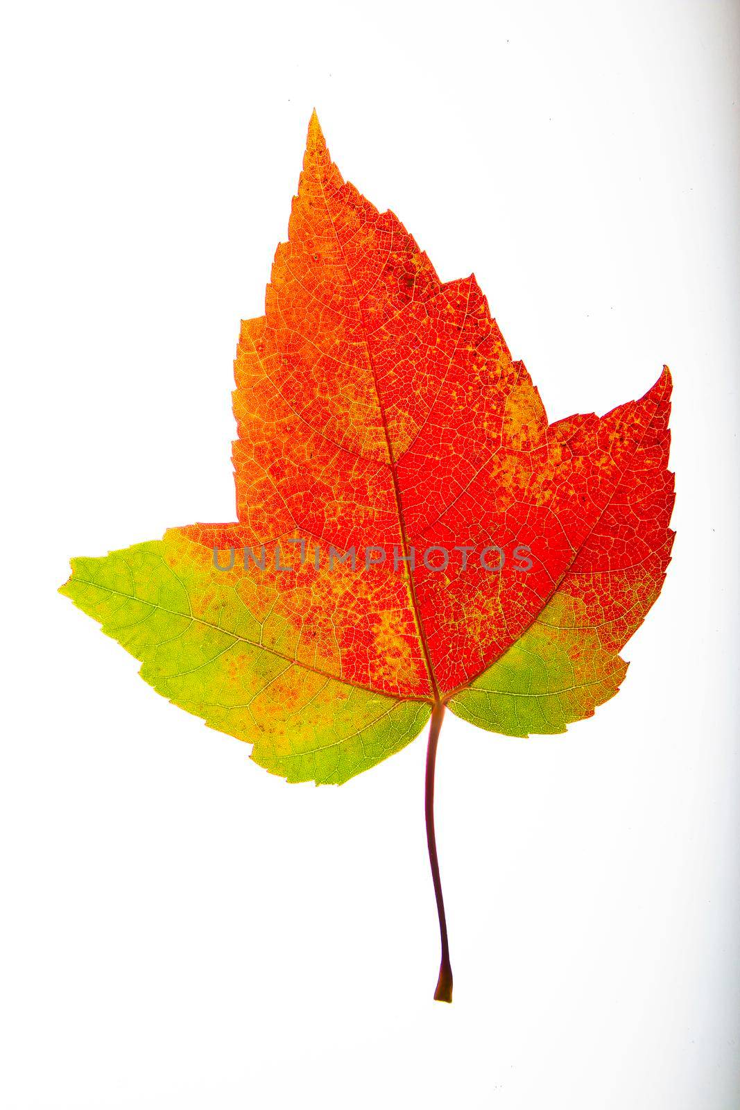 Isolated colored leaf going from red to green