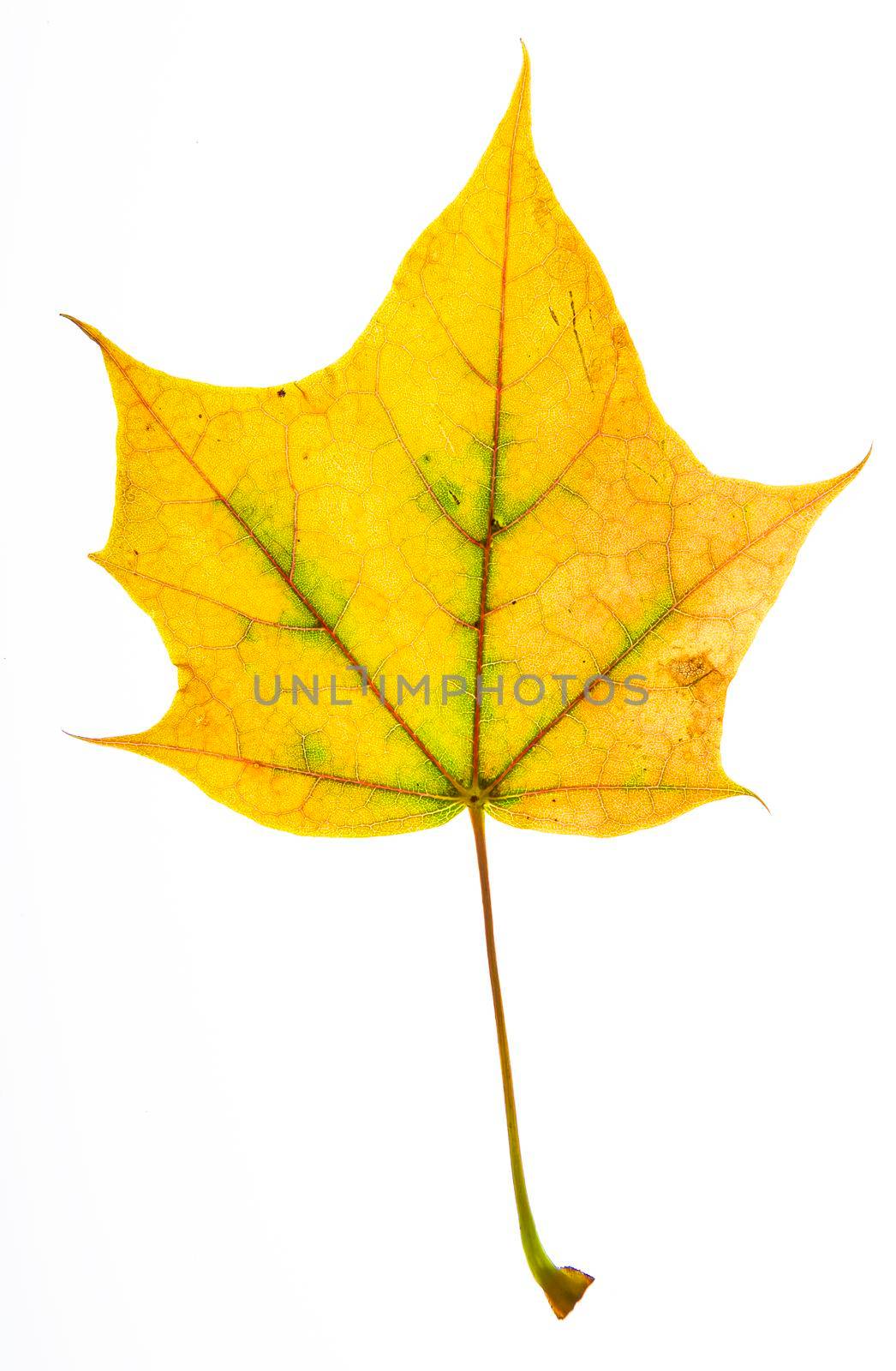 Isolated yellow leaf with a little bit of green around it's veins