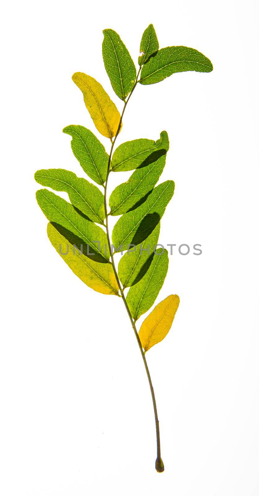 Isolated green and yellow branch of Honey locust