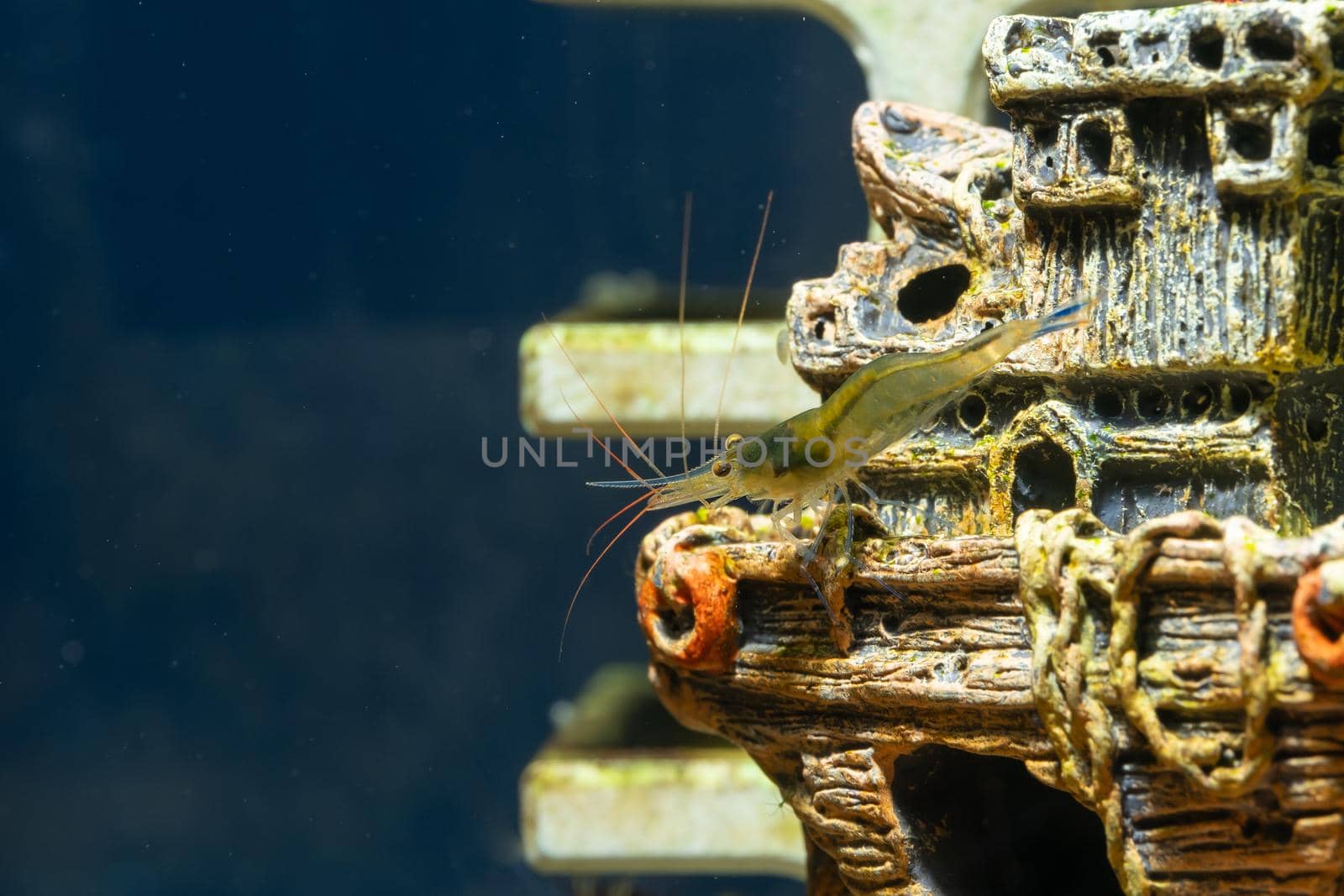 Blue leg sulawesi dwarf shrimp stay on shrimp decoration and look to back in freshwater aquarium tank.