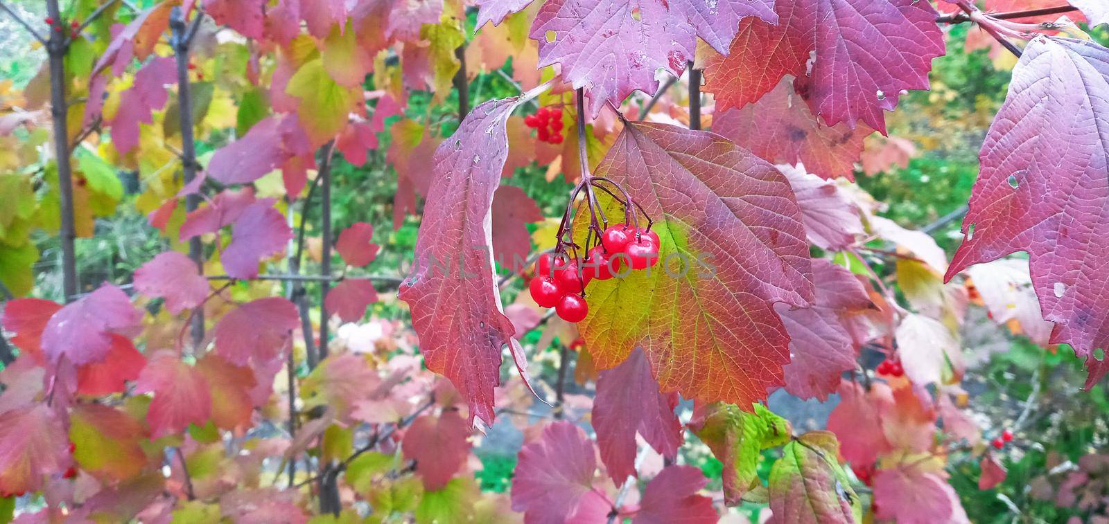 Bright, red viburnum leaves on the branches. They are lit in red or orange.