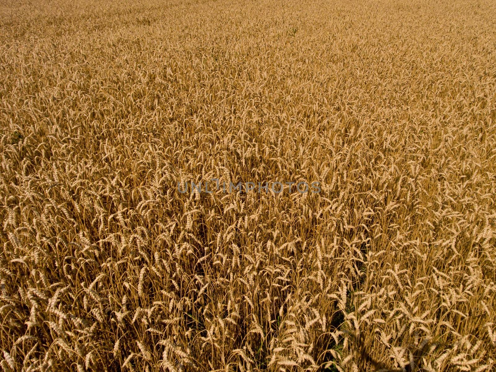 Aerial view on yellow wheat field closeup.