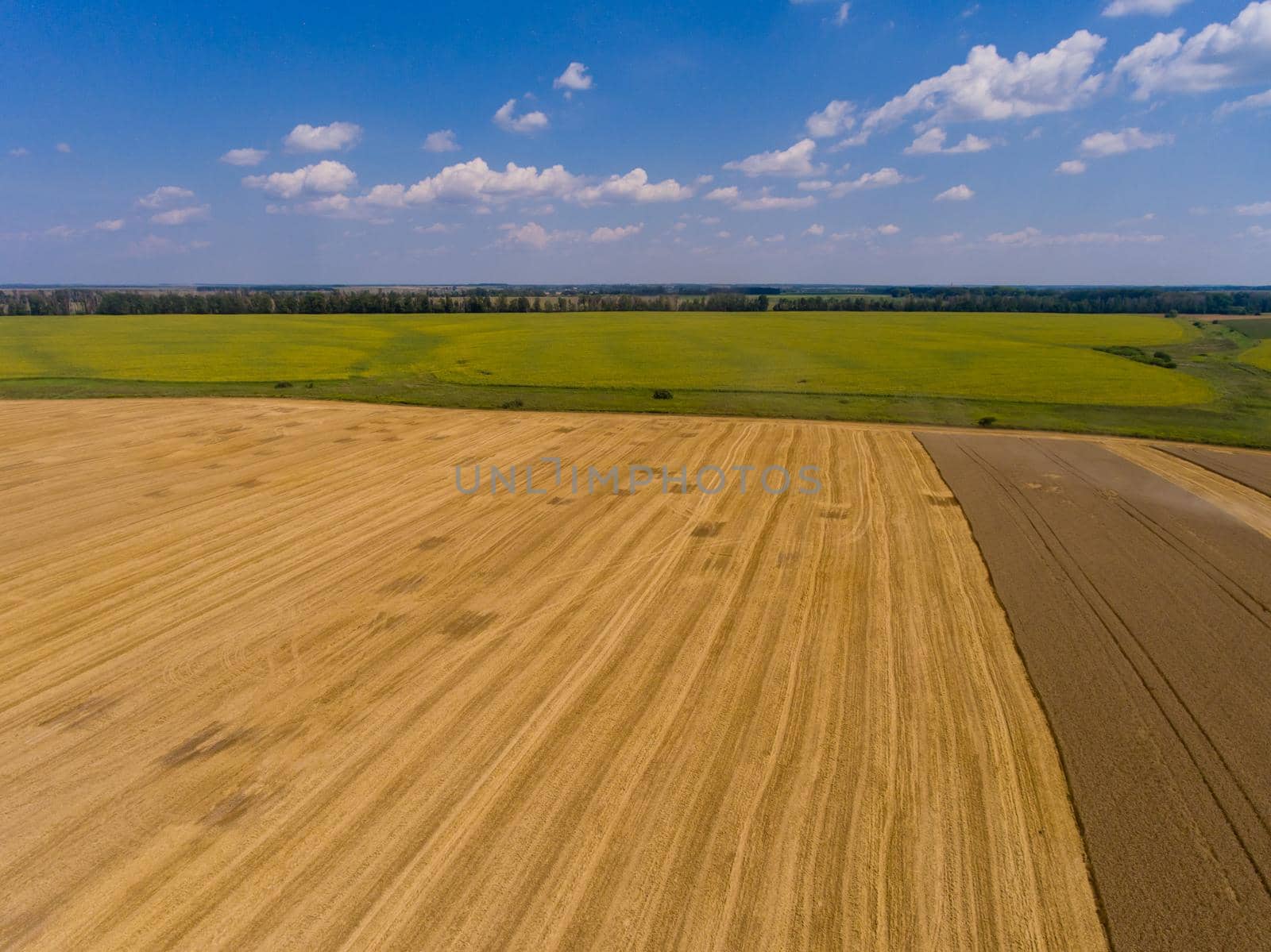 Aerial view of yellow wheat field in summer.