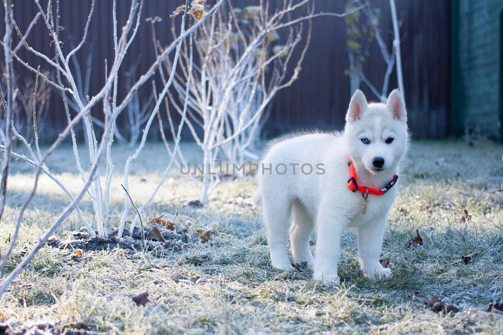 White husky puppy standing in the park. by Laguna781