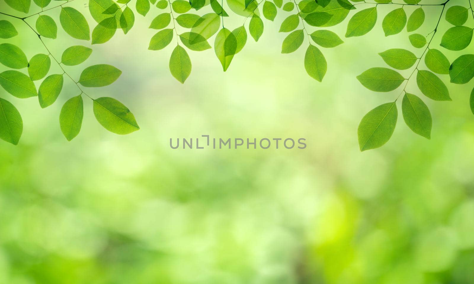 Closeup nature view of green leaf on blurred greenery background in garden.