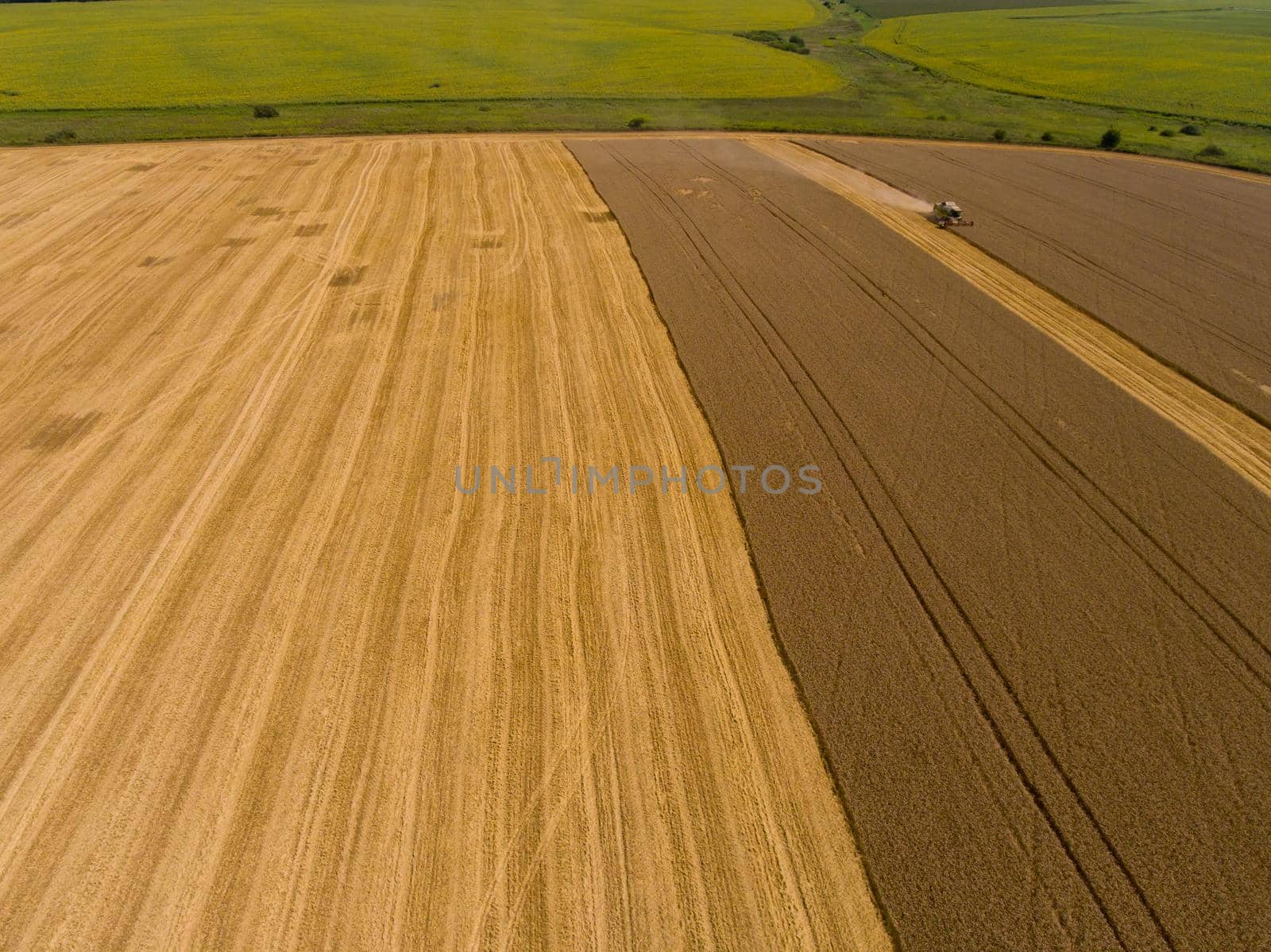 Harvester machine working in harvests wheat field. Aerial view.