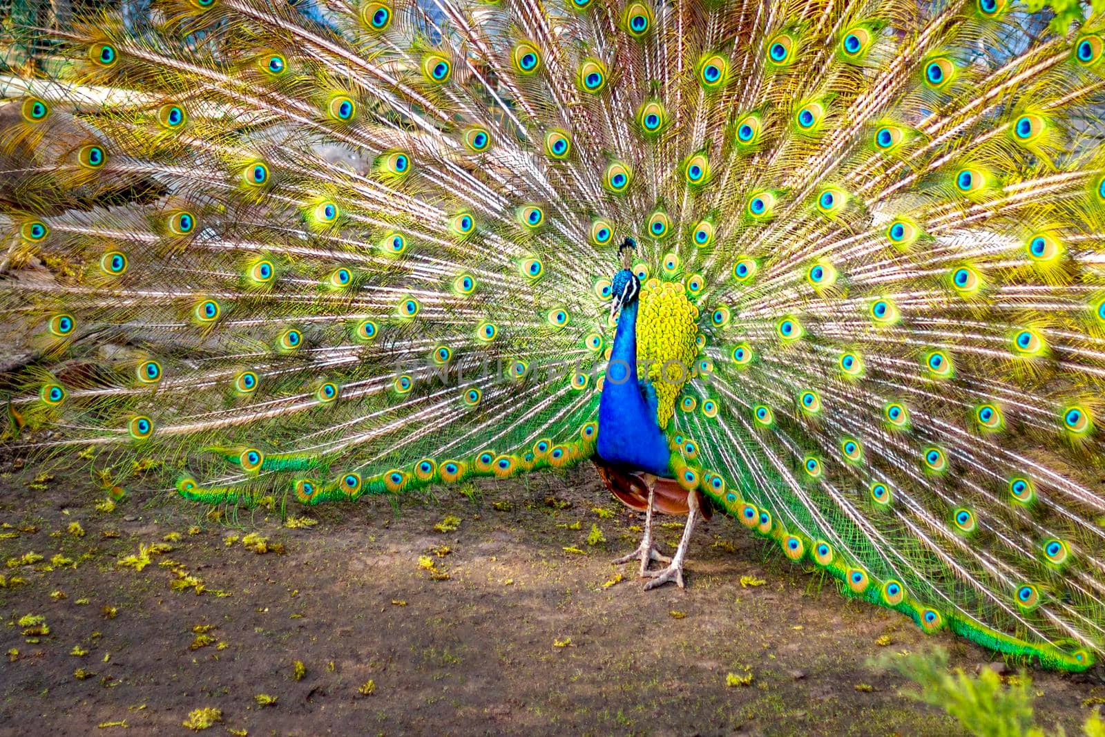 The peacock opened its multicolored tail like a fan. Beautiful plumage of male peacock in mating season