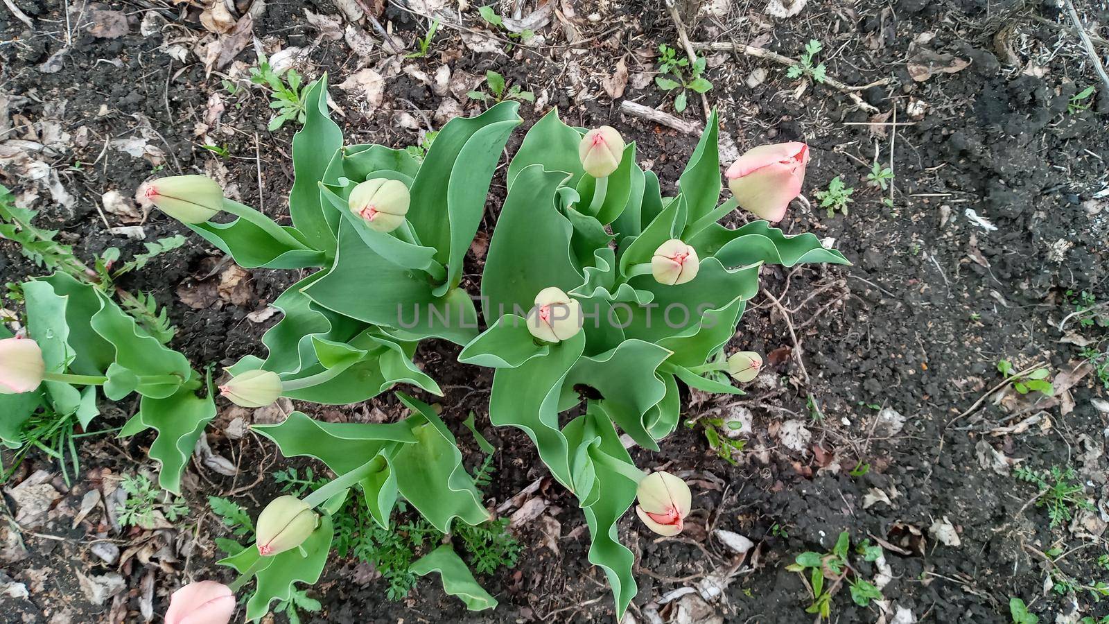 A flower bed of tulips. Tulip sprouts. Young spring plants, buds