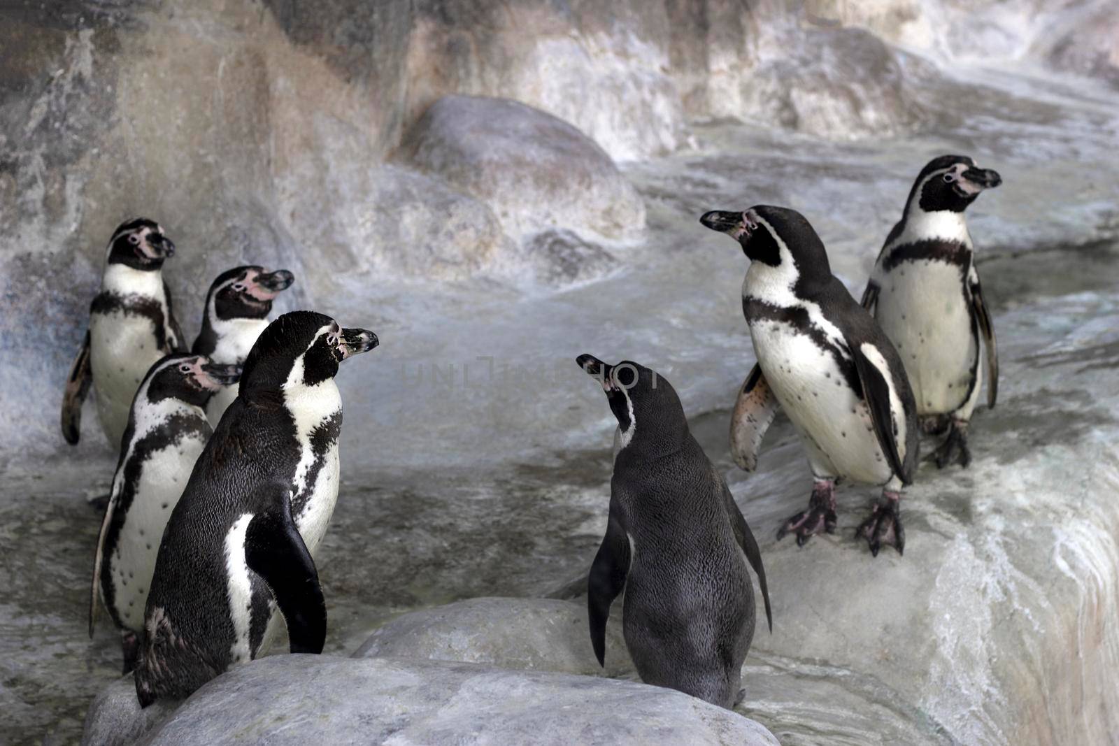 Group of Galapagos penguins stand in the zoo's enclosure