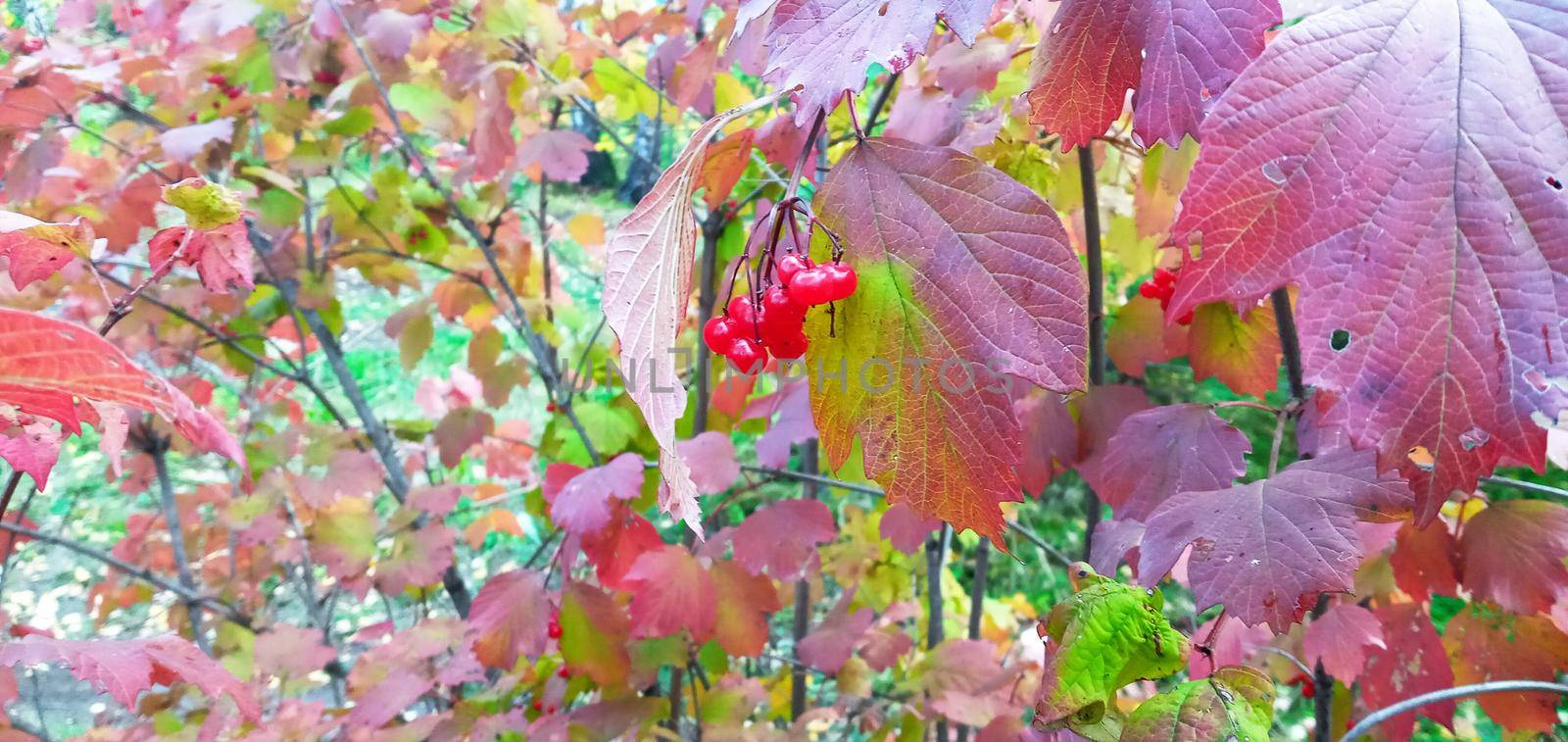 Bright, red viburnum leaves on the branches. They are lit in red or orange.