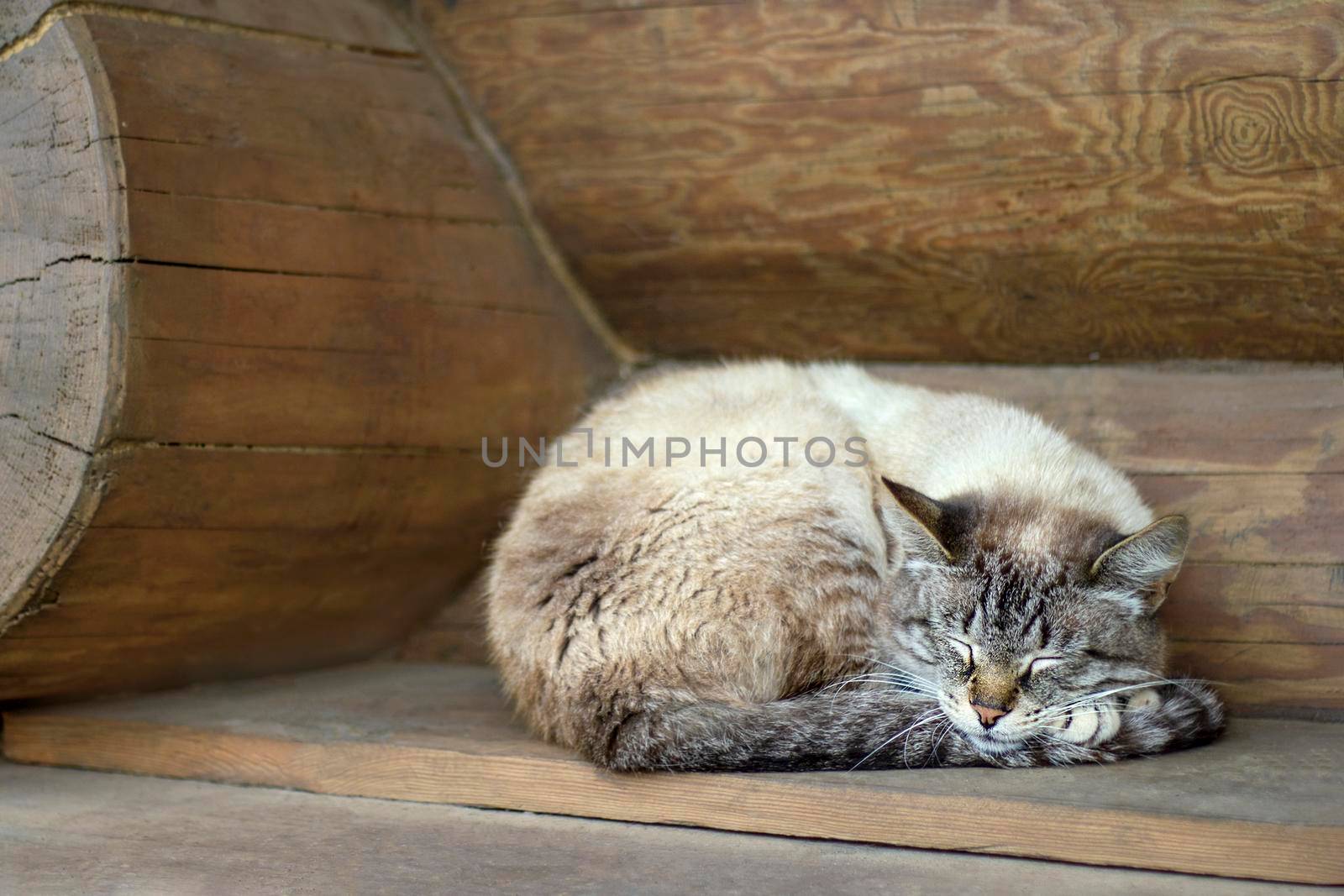 A fluffy cute cat sleeps in a village house. Close up