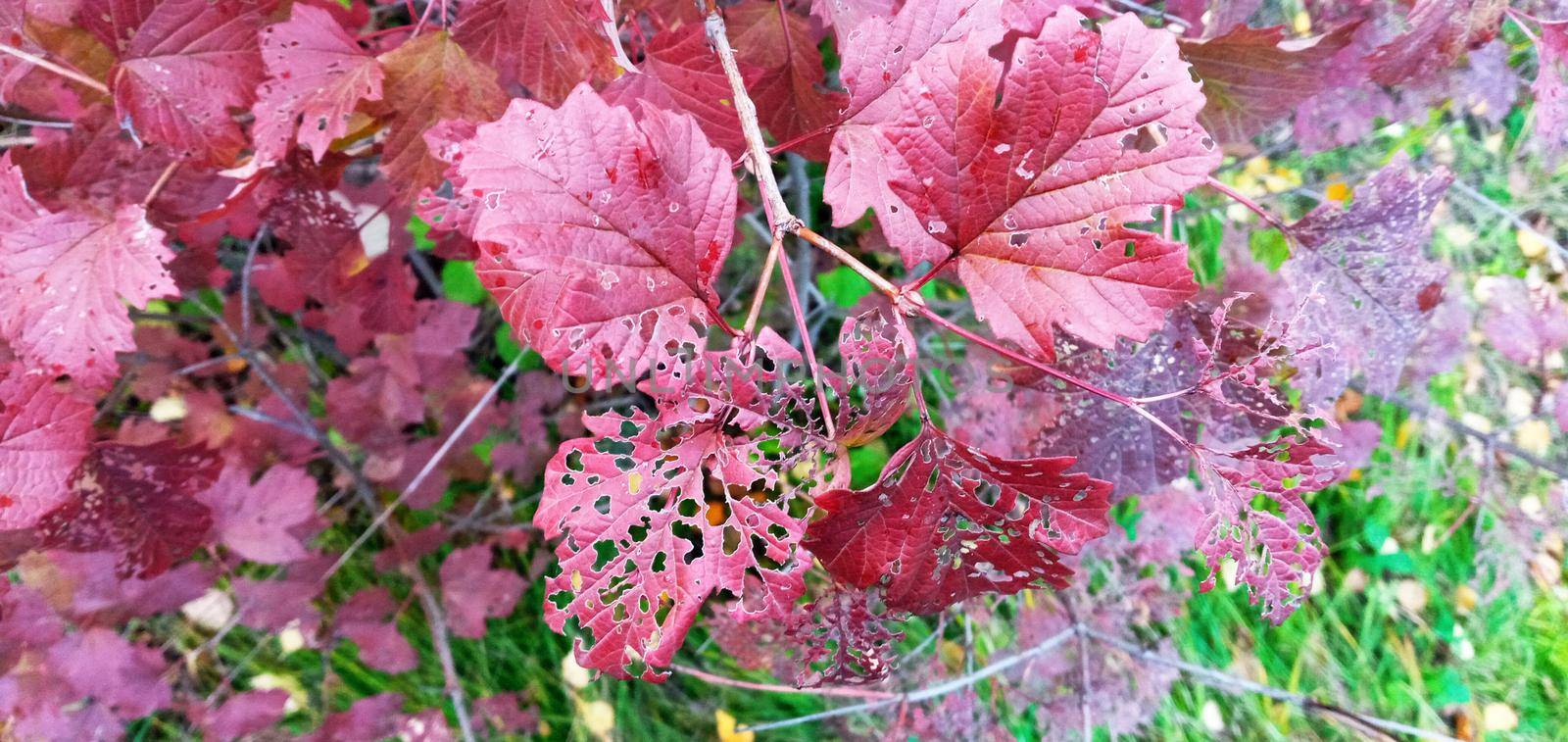 Bright, red viburnum leaves on the branches. They are lit in red or orange.