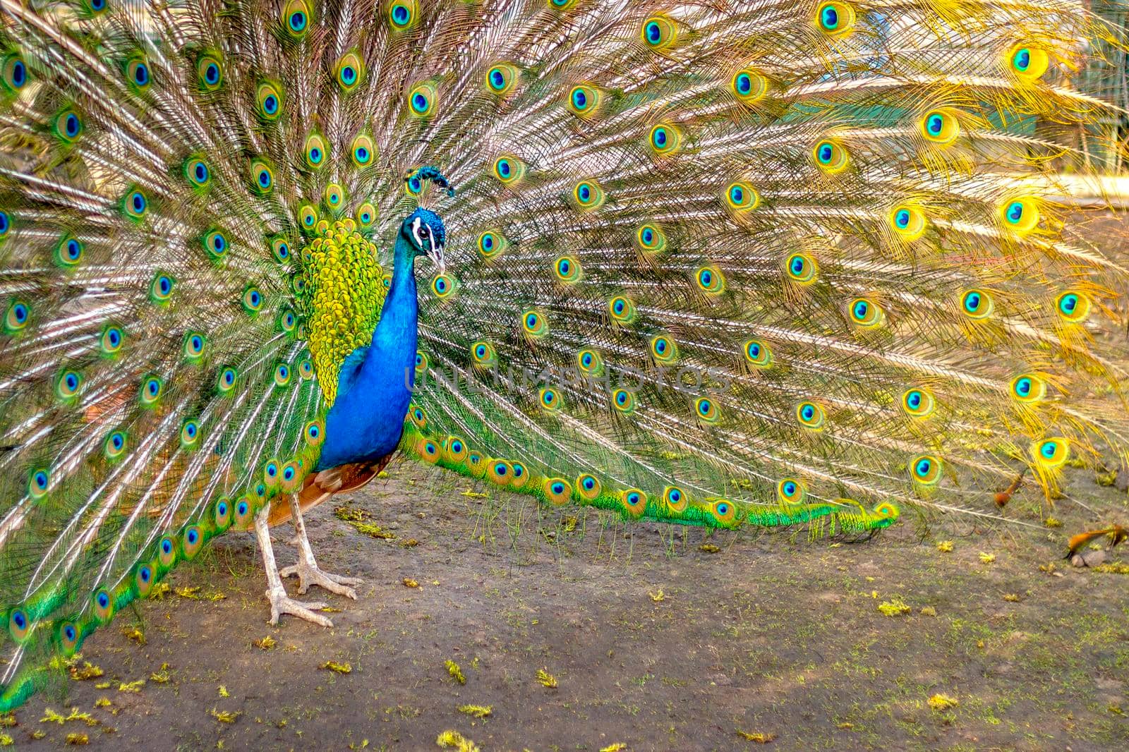 Peacock opened tail like fan. Beautiful plumage of male peacock. by Laguna781