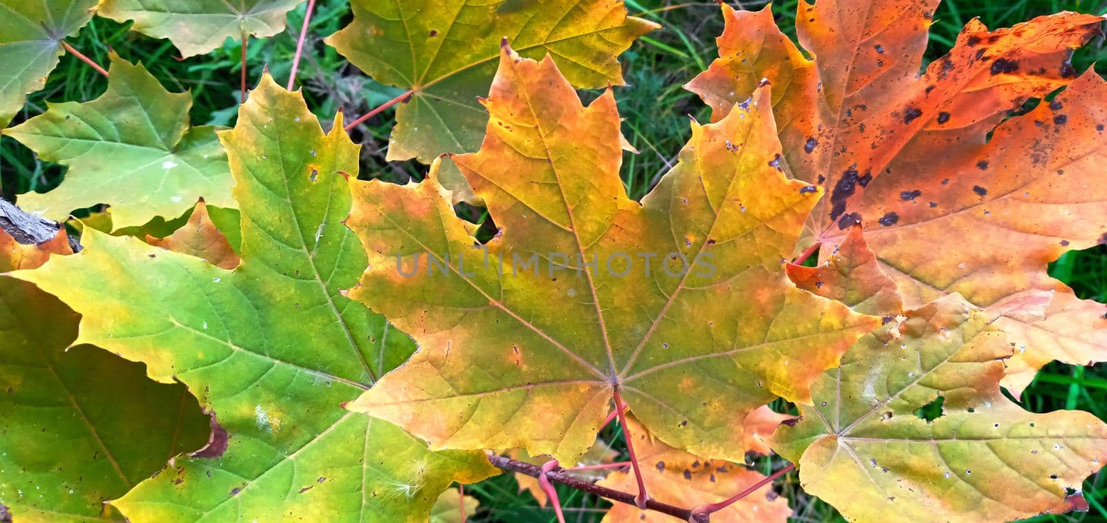 Colorful maple leaves on a branch. Autumn beauty of nature. Autumn background with multicolored leaves. Fallen leaves of Goldenrain Tree