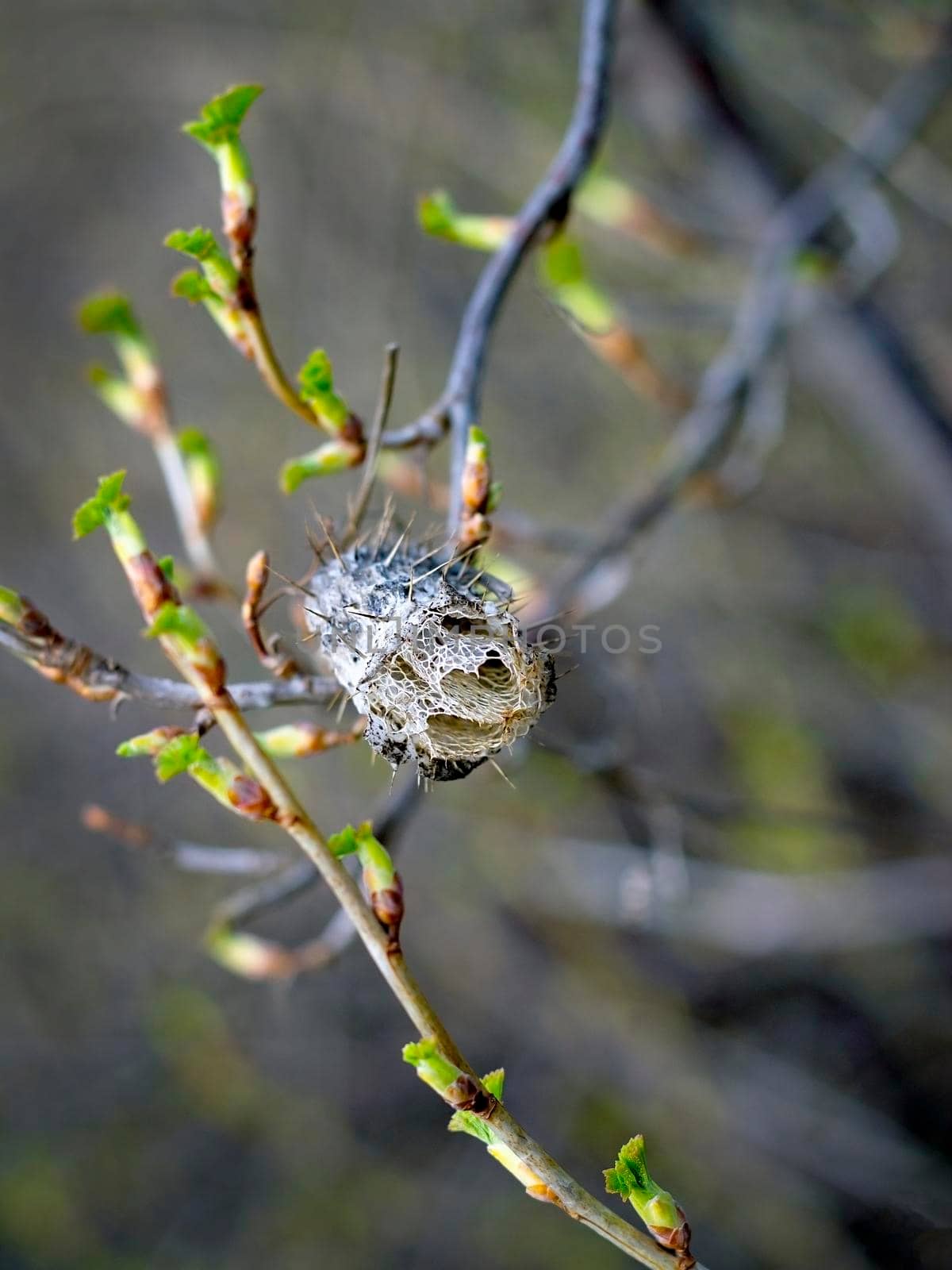 Prickly fruit of echinocystis on a tree branch. by Laguna781