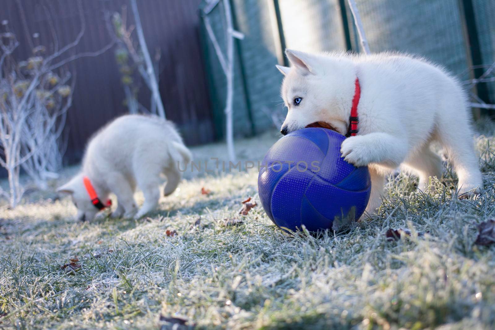 White husky puppy plays a big blue ball in the park in the winter morning. Close up.