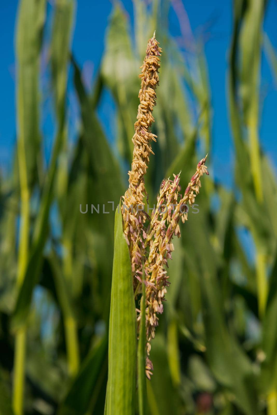 Inflorescence male flowers corn. Close up. Selective focus.