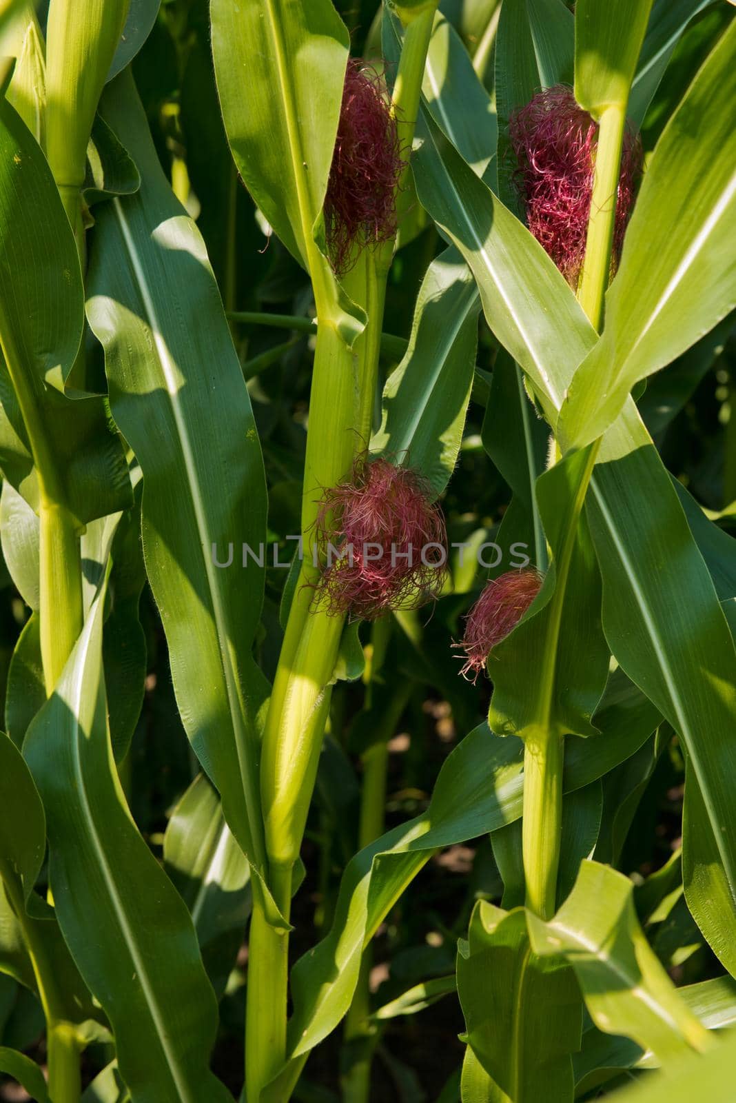 Close-up of fresh small corn cob with hairs on the tip.