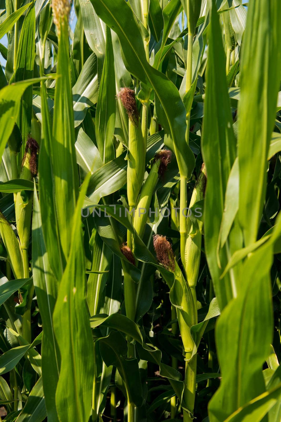 Close-up of fresh small corn cob.