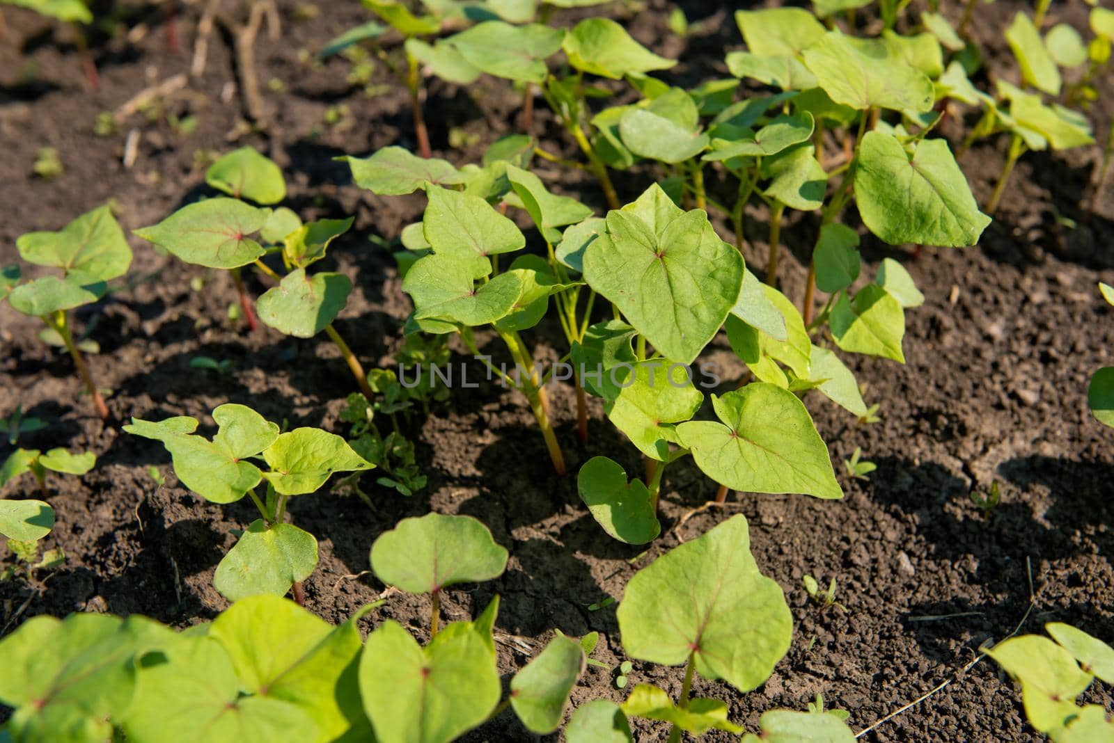 Сlose-up of young sprout buckwheat.