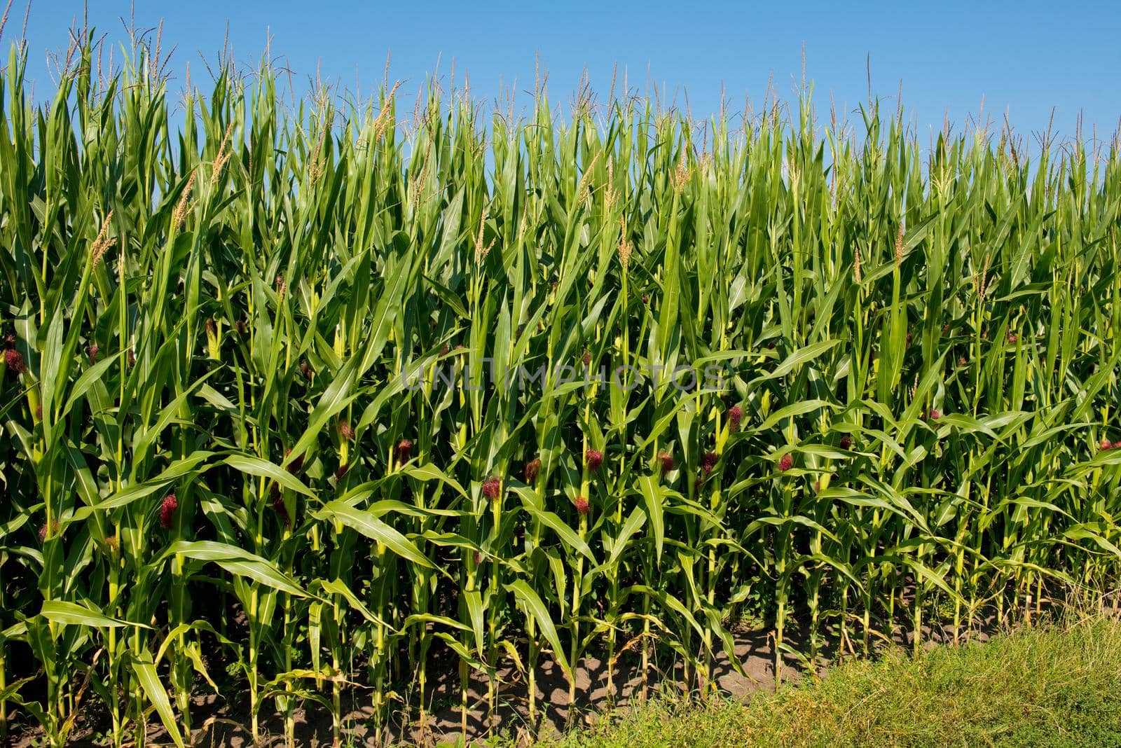 Young corn field.