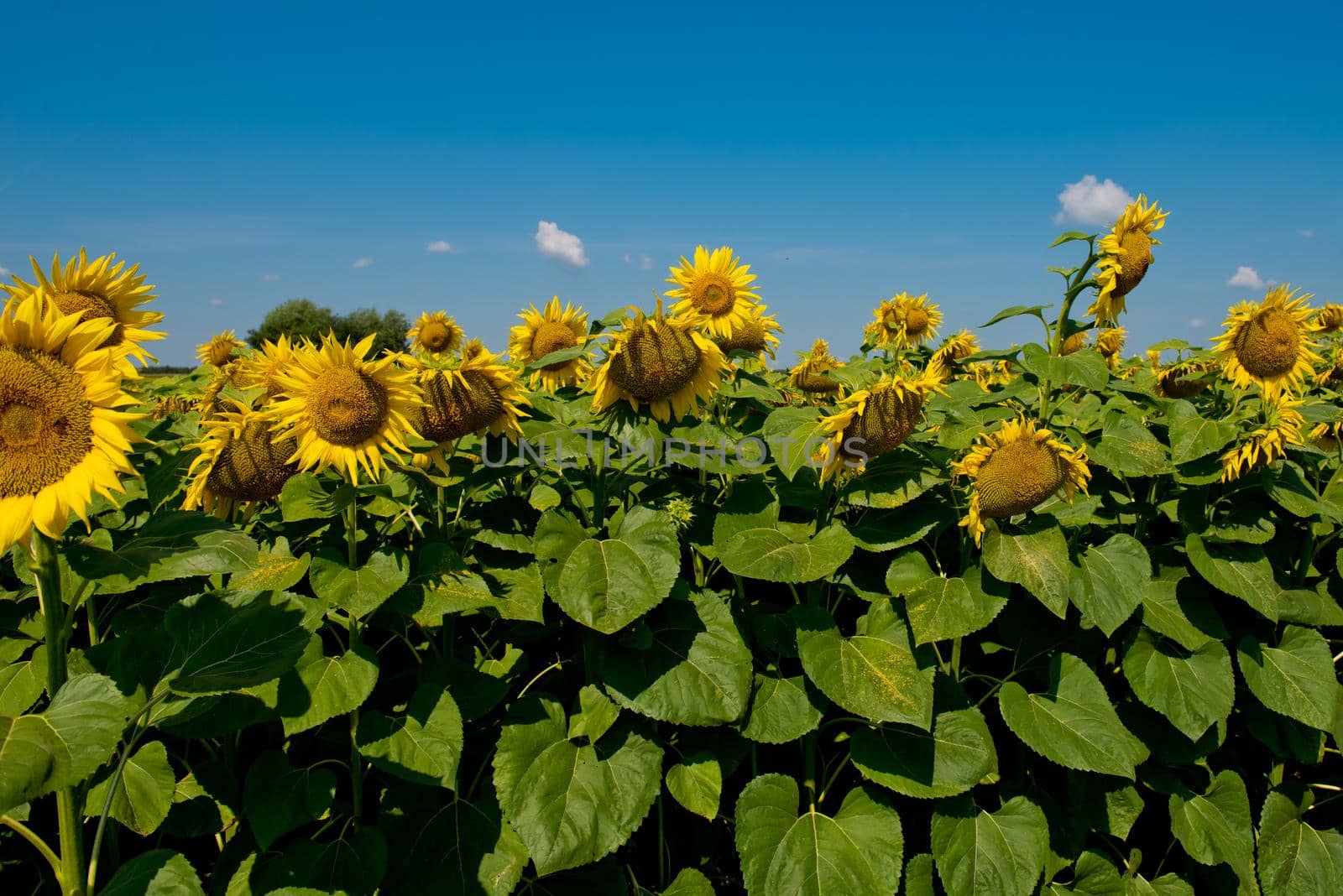 Sunflower blooming in a sunflower field.