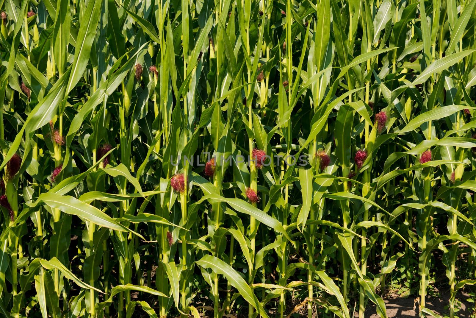 The lot of fresh small corn cob with hairs on the tip.