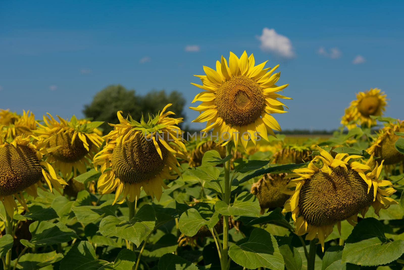 Sunflower blooming in a sunflower field. by leonik