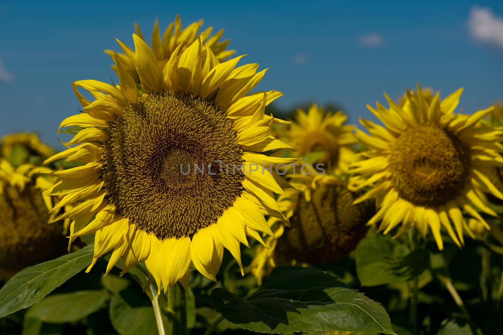 Sunflower blooming in a sunflower field. Close up.