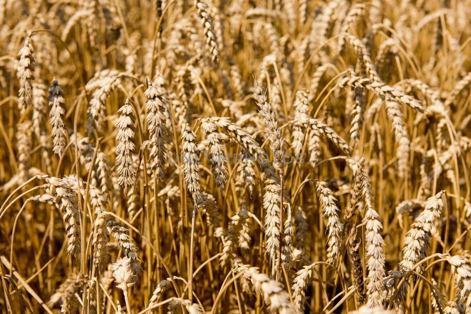 Spikelets of wheat against the background of a wheat field.