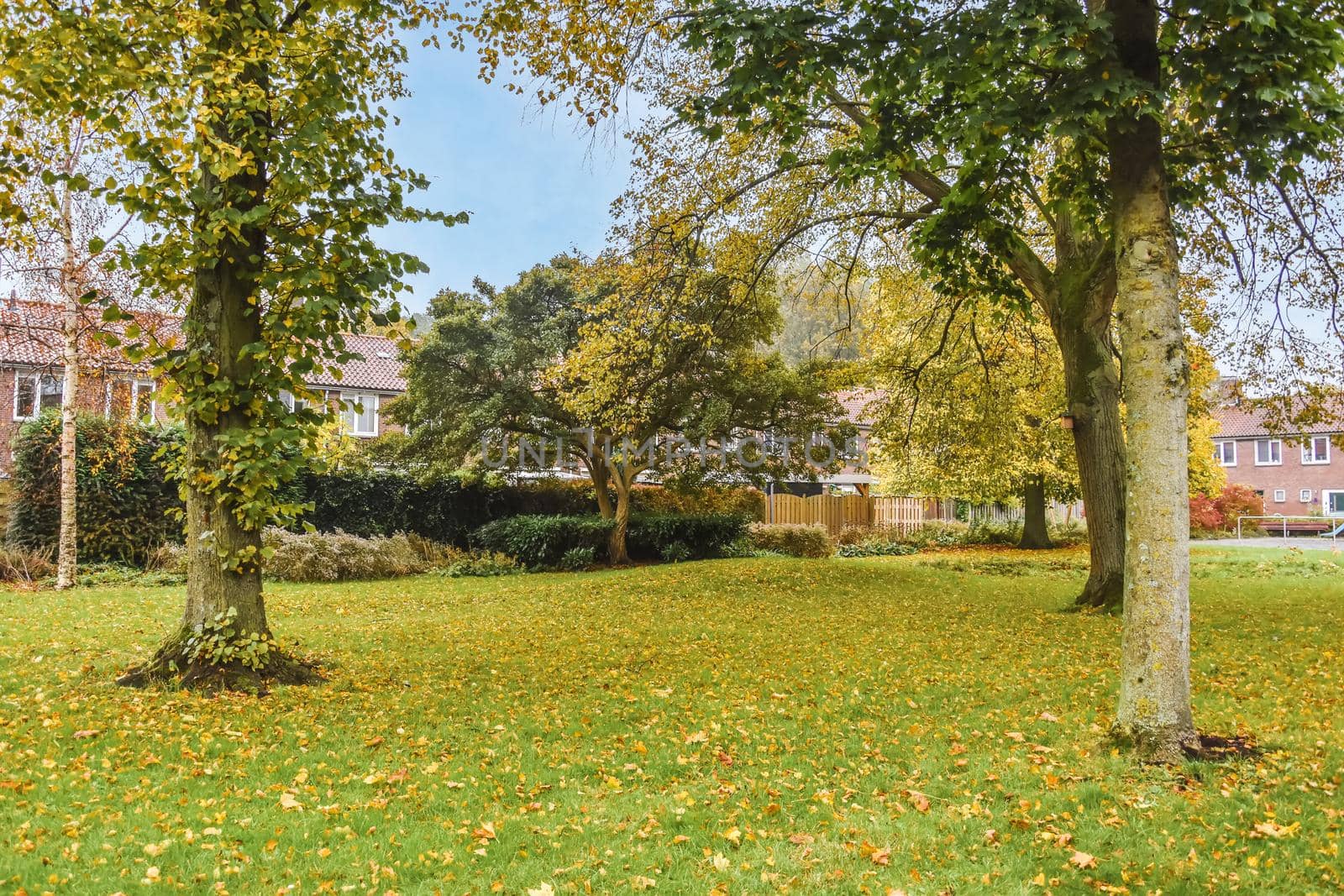 Cozy park with fresh lawn and trees
