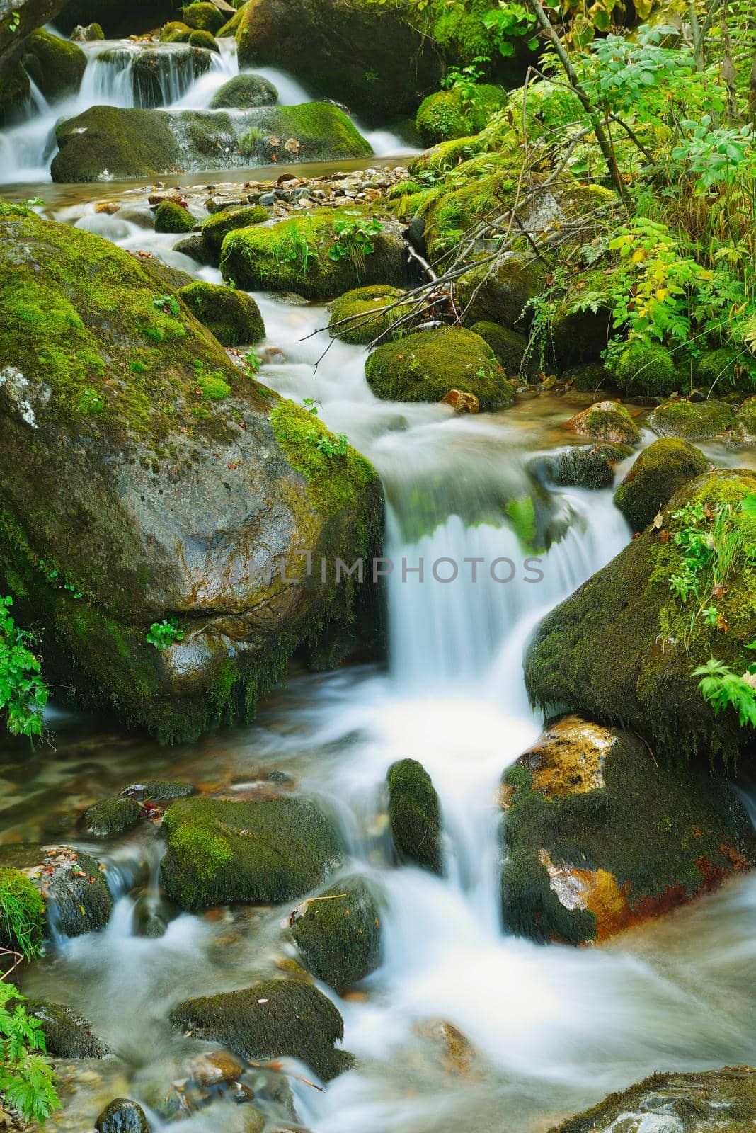 mountain forest landscapecreek with fresh water