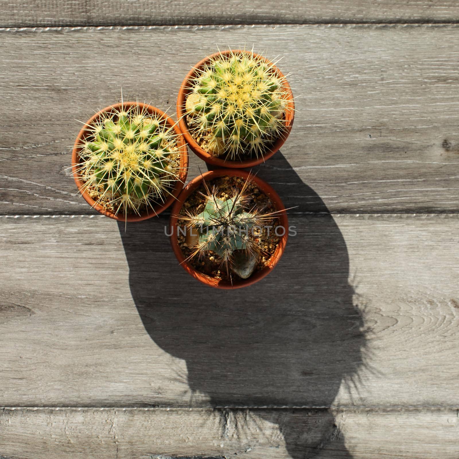 Table top view on three small cactus in pot, on gray wood table, forming strange shadow in morning sun light.