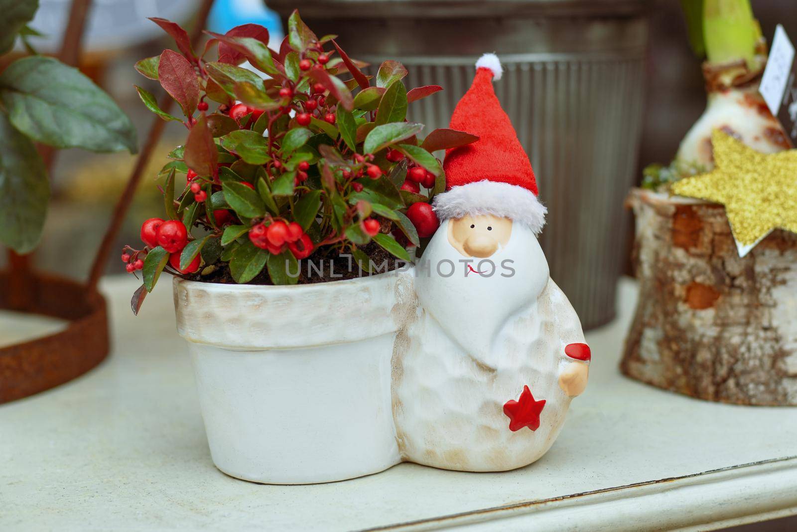 Decoration pot with santa claus and Gaultheria Procumbens - WIntergreen plant