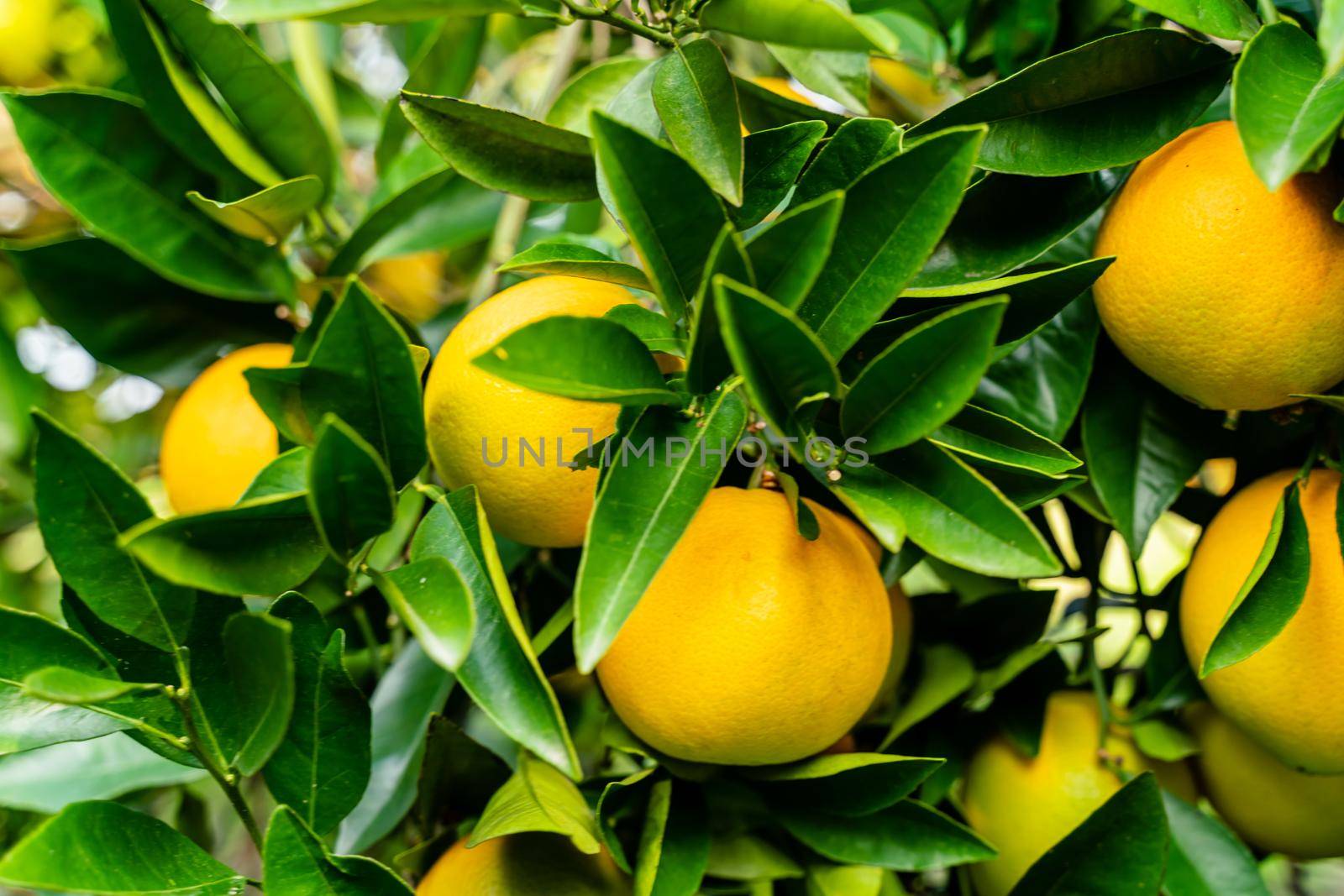 Spectacular view of the Orange Garden, summer background. Farming content. A picturesque day and a gorgeous scene. Wonderful wallpaper image. Discover the beauty of the world by Matiunina