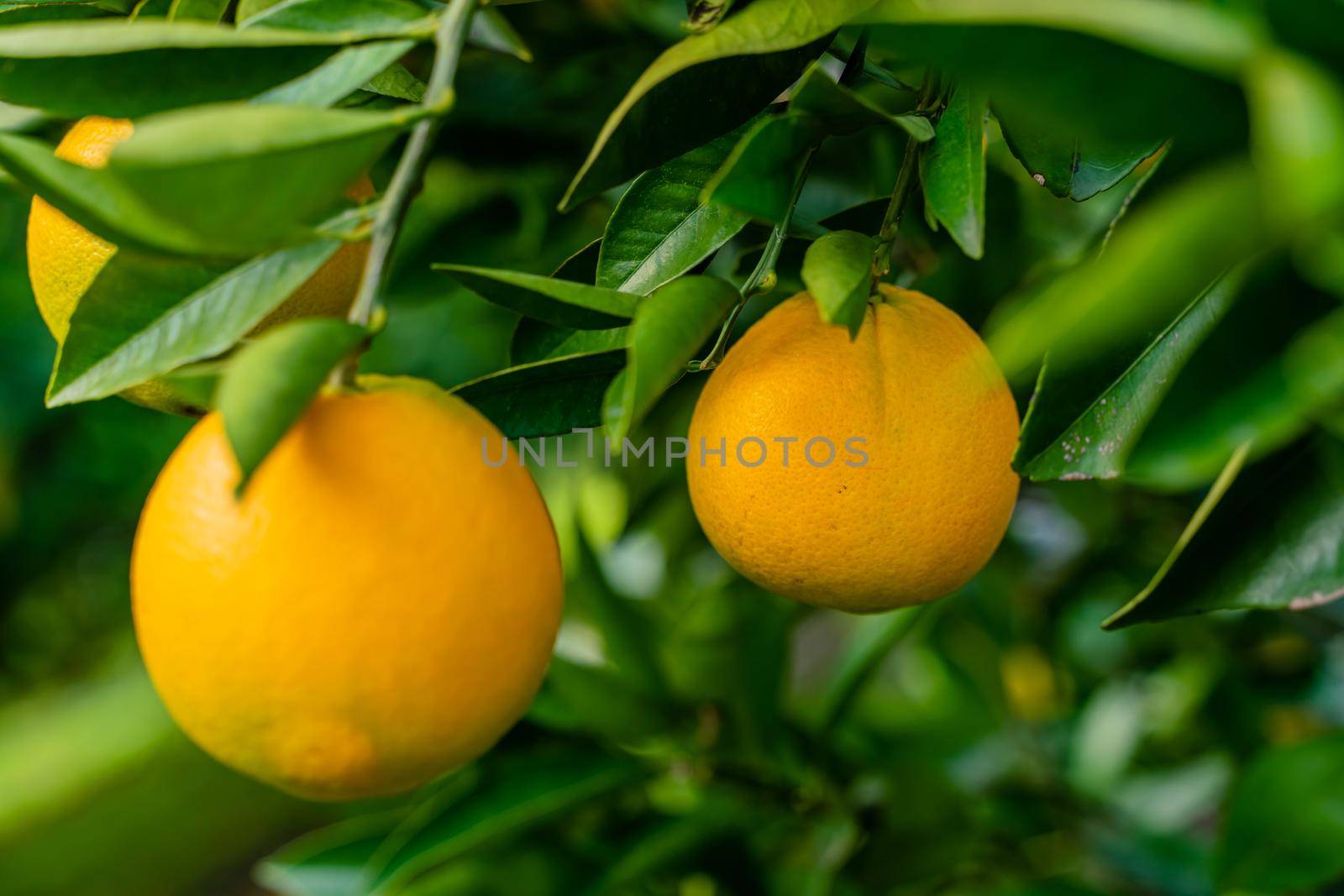 Spectacular view of the Orange Garden, summer background. Farming content. A picturesque day and a gorgeous scene. Wonderful wallpaper image. Discover the beauty of the world by Matiunina