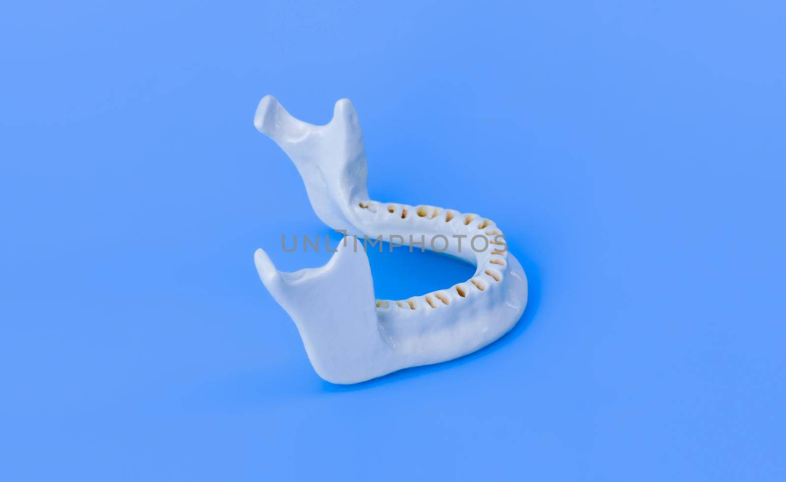 Lower human jaw without teeth model medical illustration isolated on blue background. Healthy teeth, dental care and orthodontic concept