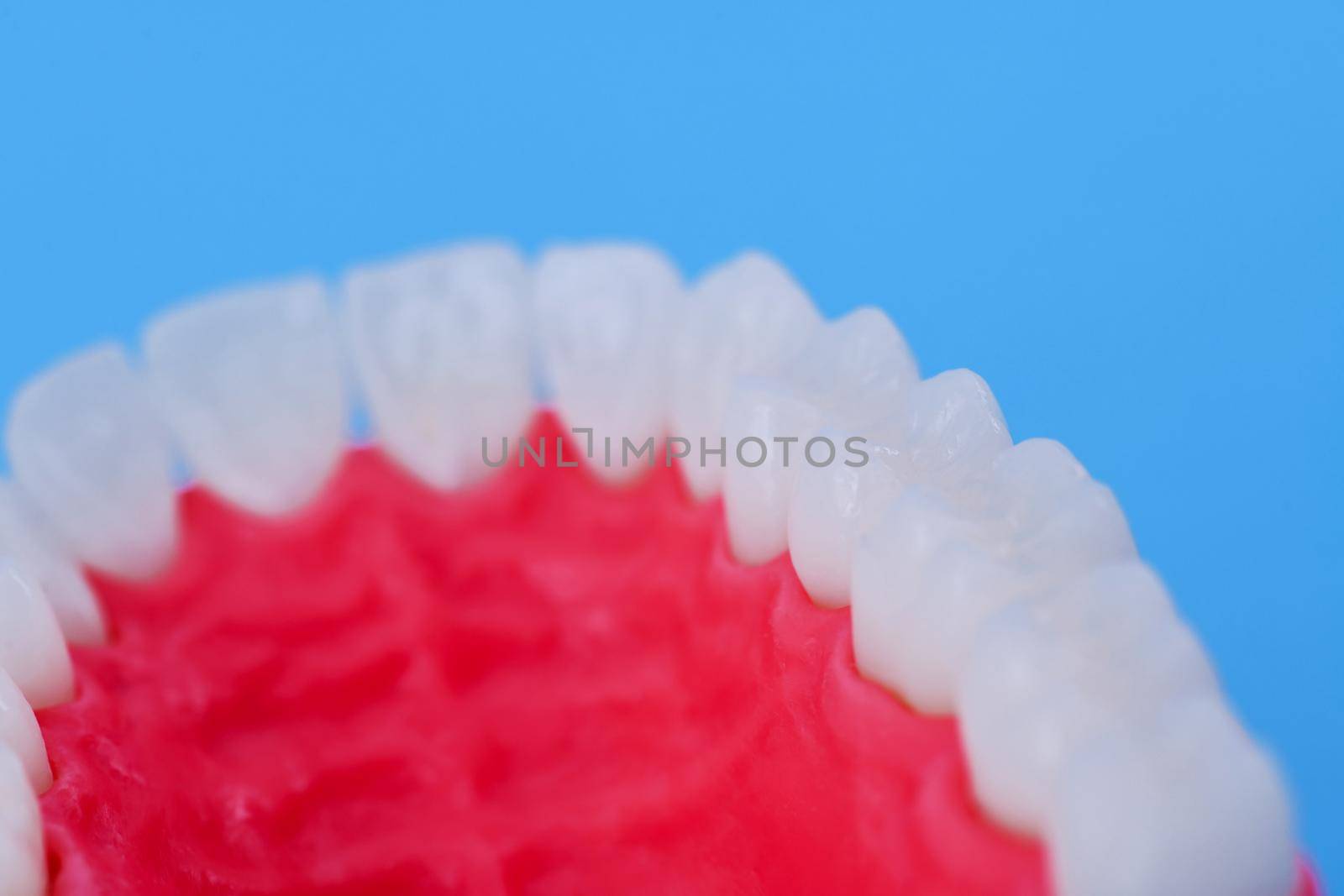 Upper human jaw with teeth and gums anatomy model medical illustration isolated on blue background. Healthy teeth, dental care and orthodontic concept