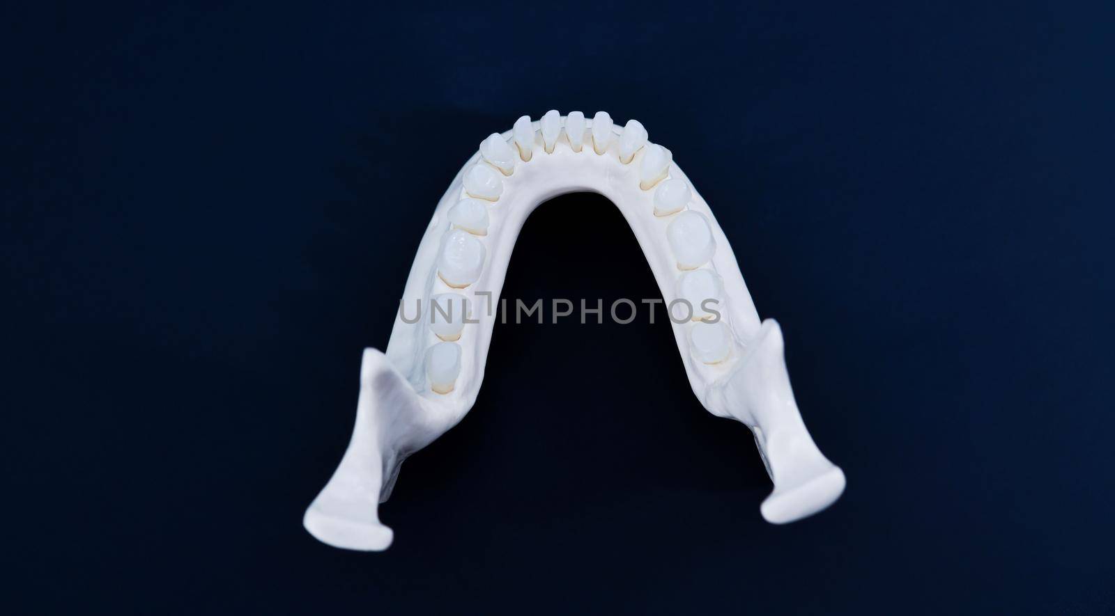 Lower human jaw with teeth anatomy model by dotshock