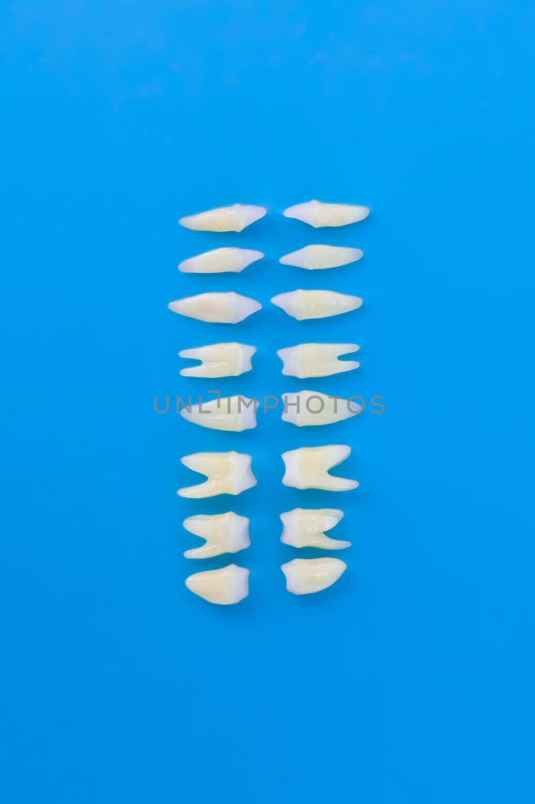 Top view of white teeth on blue background by dotshock