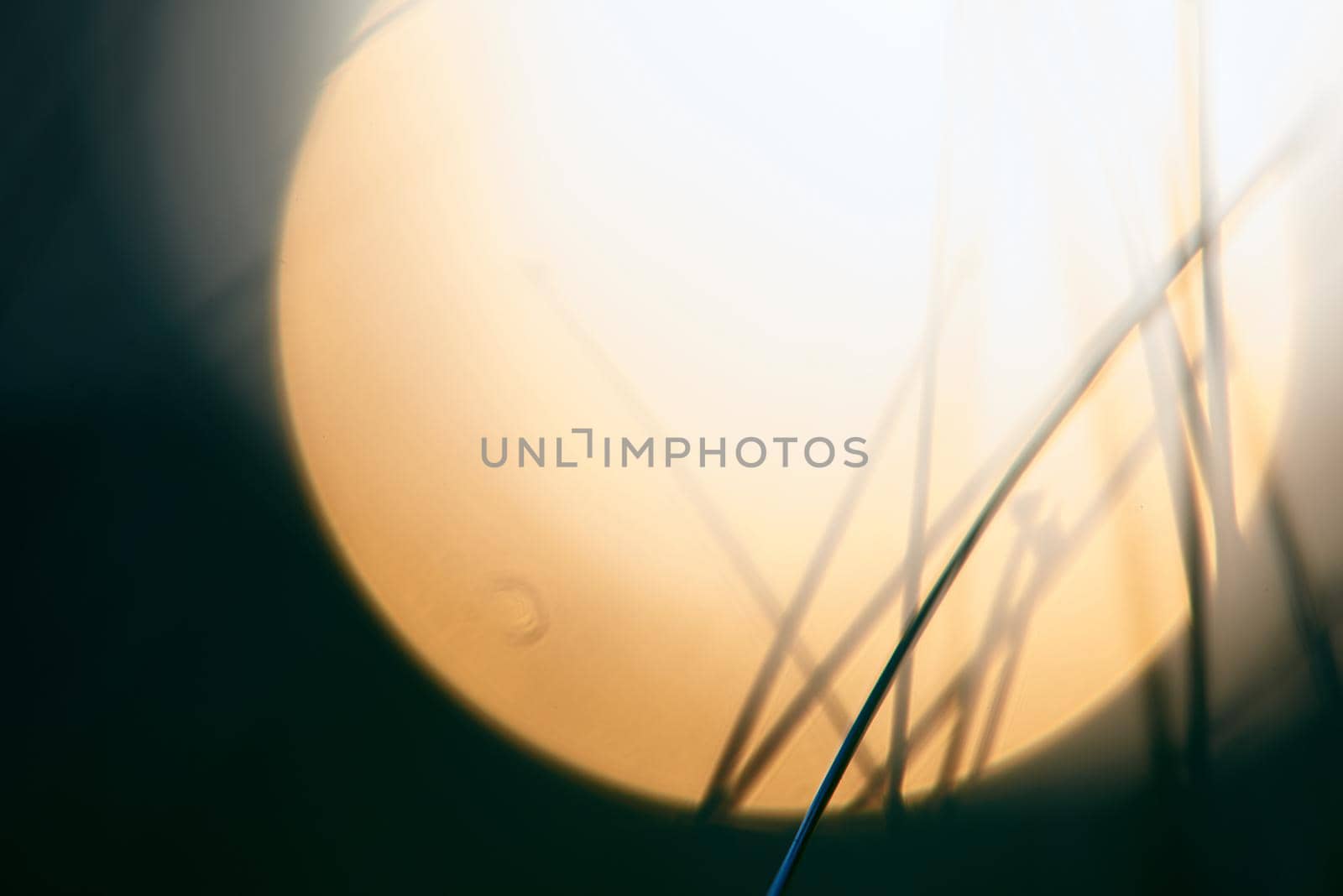 Grass. Fresh green grass with dew drops closeup. Sun. Soft Focus. Abstract Nature Background