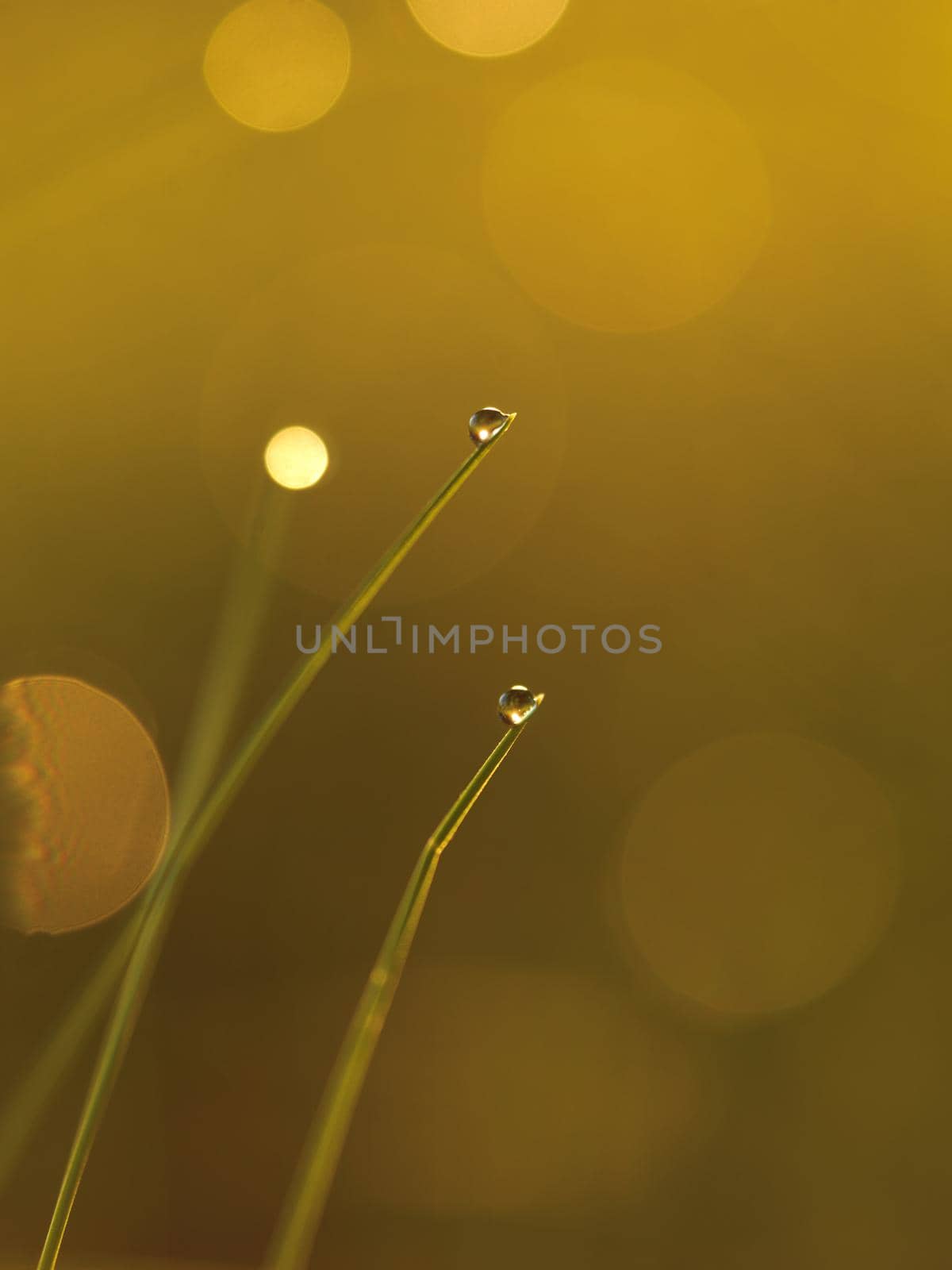 Grass. Fresh green grass with dew drops closeup. Sun. Soft Focus. Abstract Nature Background