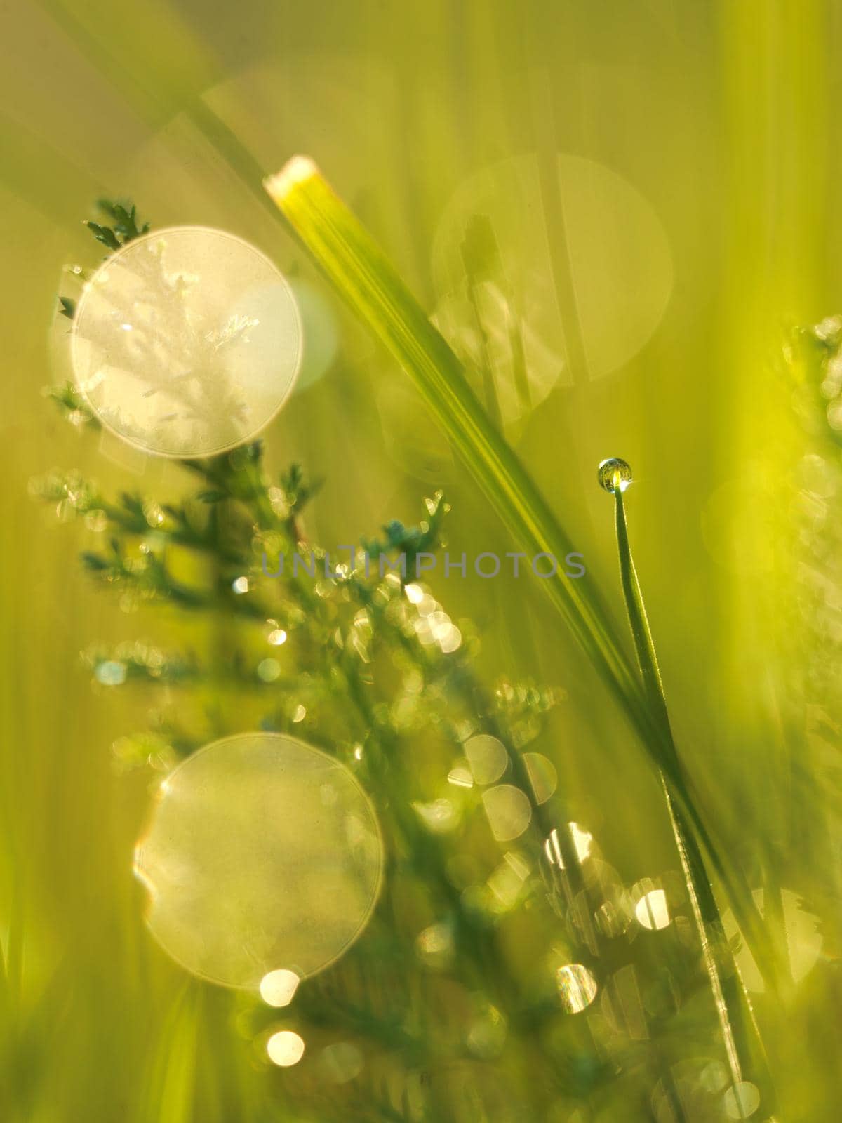 Grass. Fresh green grass with dew drops closeup. Sun. Soft Focus. Abstract Nature Background