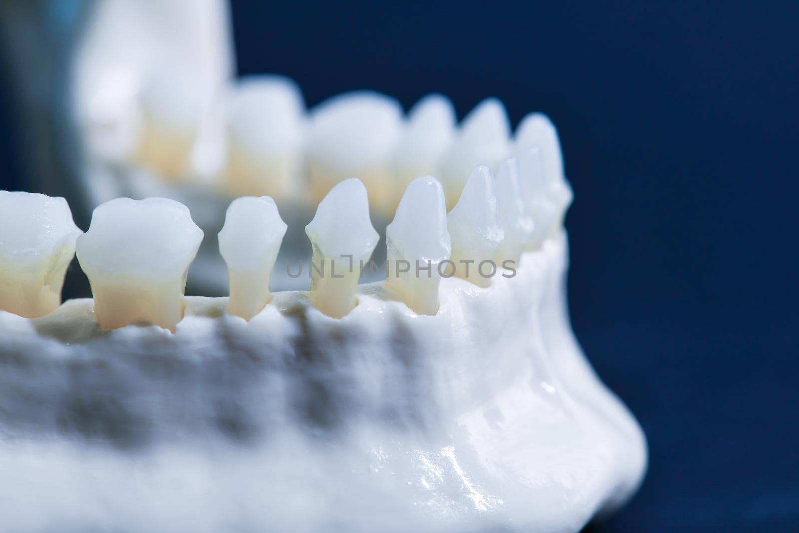 Lower human jaw with teeth anatomy model medical illustration isolated on blue background. Healthy teeth, dental care and orthodontic concept